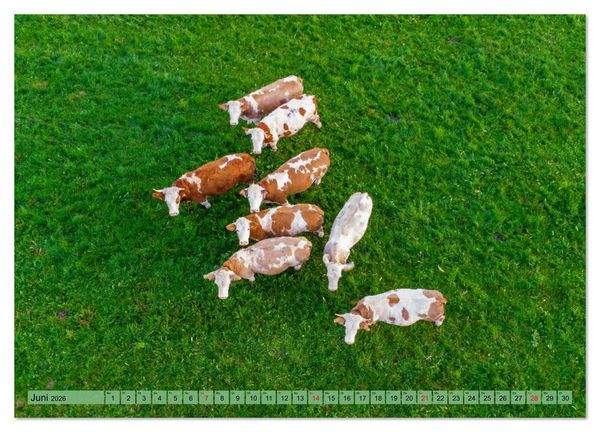 Produktbild: Voll kuhl - der Kuhkalender mit K&uuml;hen aus dem Allg&auml;u (hochwertiger Premium Wandkalender 2026 DIN A2 quer), Kunstdruck in Hochglanz