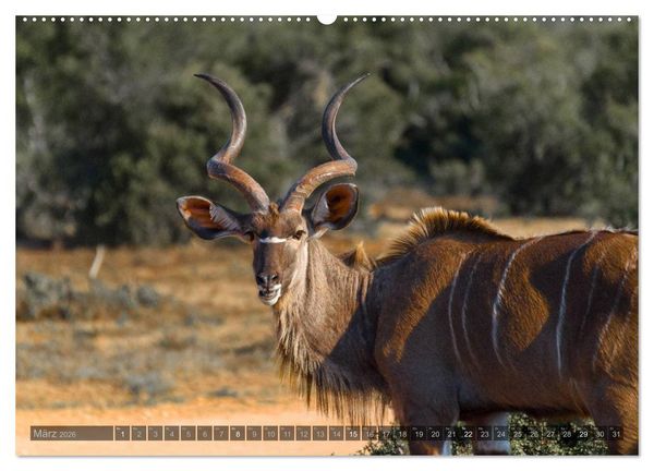 Produktbild: S&uuml;dafrika - Die Tierwelt (Wandkalender 2026 DIN A2 quer), CALVENDO Monatskalender