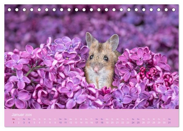 Produktbild: Eulen und M&auml;use (Tischkalender 2026 DIN A5 quer), CALVENDO Monatskalender