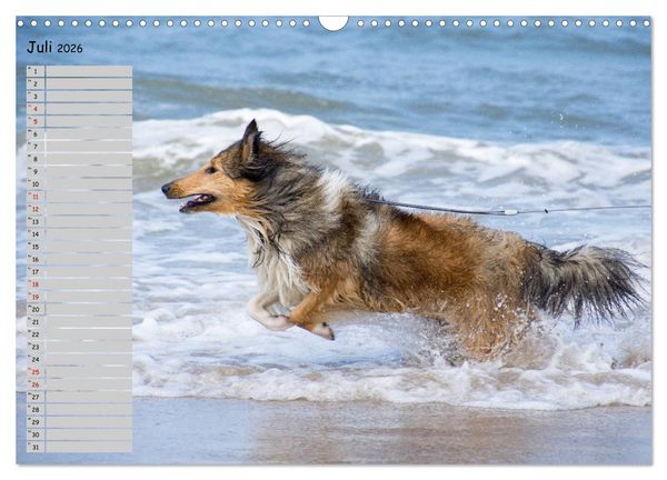 Produktbild: Highland Hawk Fame - Ein Collie begleitet durch das Jahr (Wandkalender 2026 DIN A3 quer), CALVENDO Monatskalender