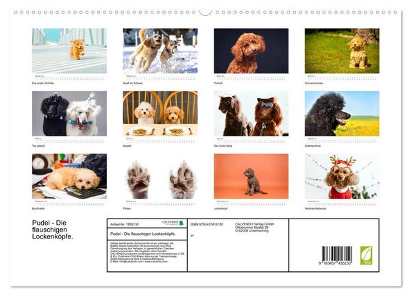 Produktbild: Pudel - Die flauschigen Lockenk&ouml;pfe. (hochwertiger Premium Wandkalender 2026 DIN A2 quer), Kunstdruck in Hochglanz