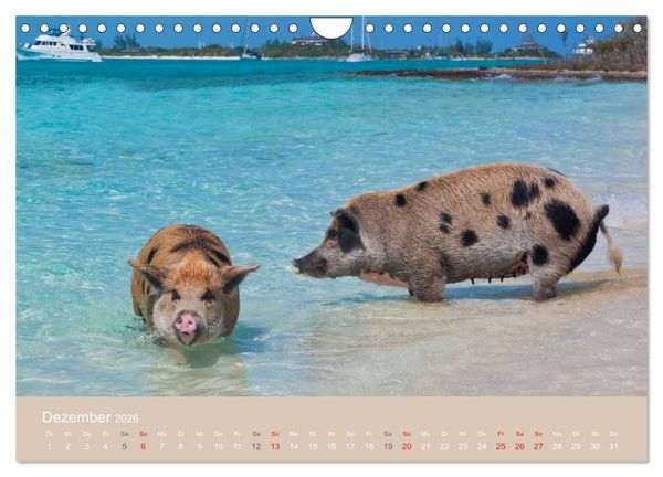 Produktbild: Schwimmende Schweine auf den Bahamas! (Wandkalender 2026 DIN A4 quer), CALVENDO Monatskalender