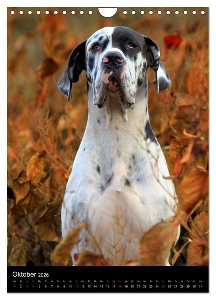 Produktbild: Faszination Deutsche Dogge (Wandkalender 2026 DIN A4 hoch), CALVENDO Monatskalender