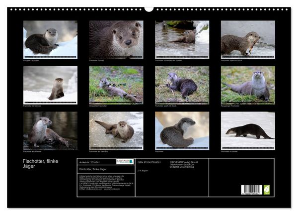 Produktbild: Fischotter, flinke J&auml;ger (Wandkalender 2026 DIN A2 quer), CALVENDO Monatskalender