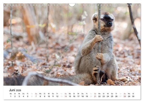 Produktbild: Traumwelt Madagaskar (Wandkalender 2026 DIN A3 quer), CALVENDO Monatskalender