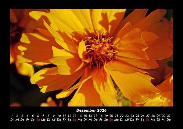 Produktbild: Blumentr&auml;ume 2026 Fotokalender DIN A3