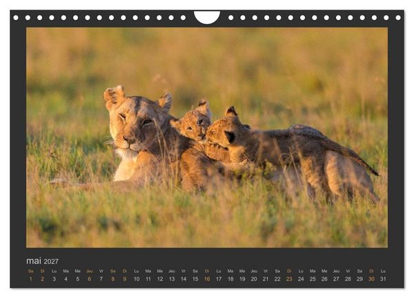 Produktbild: Lions &ndash; Photographies de la faune (Calendrier mural 2027 DIN A4 vertical), CALVENDO calendrier mensuel