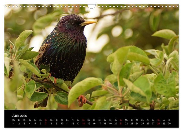Produktbild: Singv&ouml;gel in Deutschland (Wandkalender 2026 DIN A3 quer), CALVENDO Monatskalender