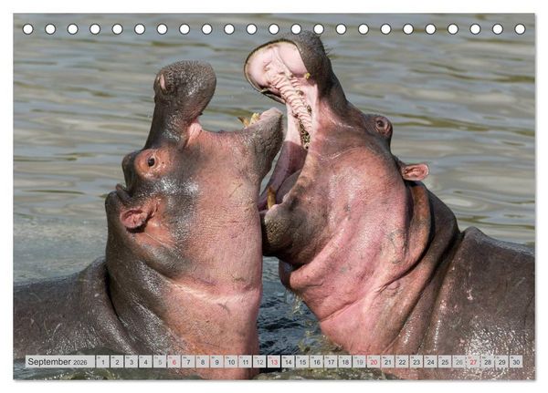 Produktbild: Emotionale Momente: Nilpferde hautnah (Tischkalender 2026 DIN A5 quer), CALVENDO Monatskalender