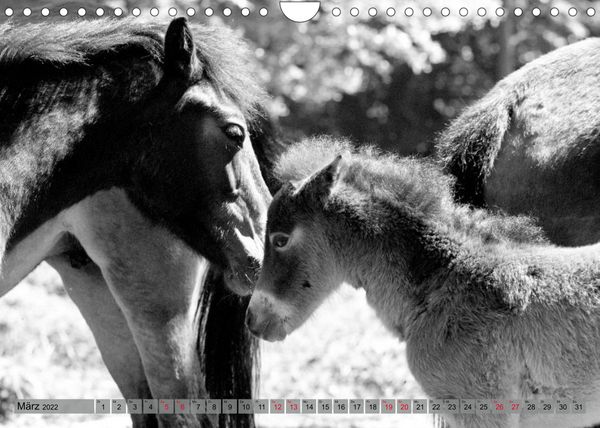 Produktbild: Die letzten Wildpferde Exmoor Ponys (Wandkalender 2022 DIN A4 quer)