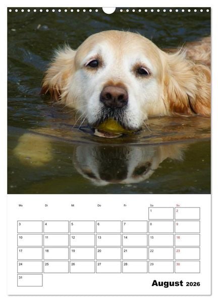 Produktbild: Gl&uuml;cklicher Golden Retriever (Wandkalender 2026 DIN A3 hoch), CALVENDO Monatskalender