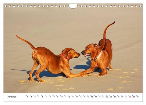 Produktbild: Rhodesian Ridgebacks (Wandkalender 2026 DIN A4 quer), CALVENDO Monatskalender
