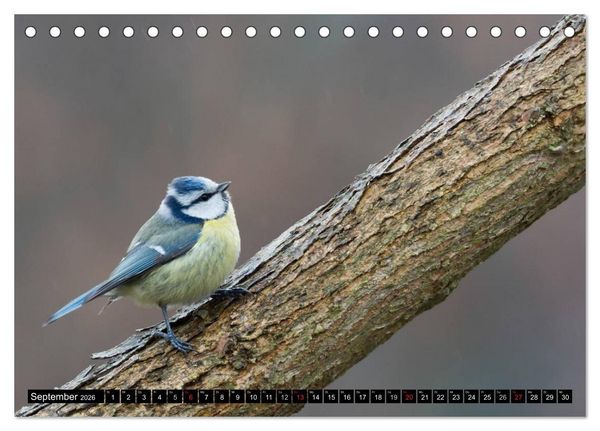 Produktbild: Gartenv&ouml;gel (Tischkalender 2026 DIN A5 quer), CALVENDO Monatskalender