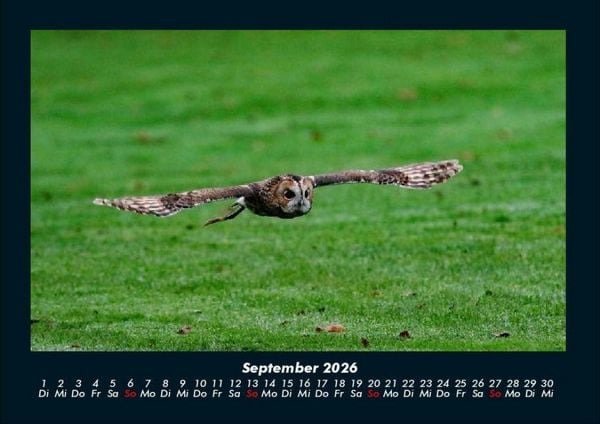 Produktbild: Der Tierkalender 2026 Fotokalender DIN A4