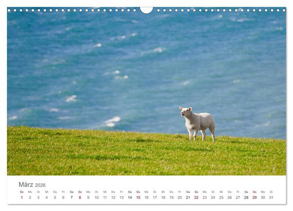 Produktbild: Schafe - Weich und wollig (Wandkalender 2026 DIN A3 quer), CALVENDO Monatskalender