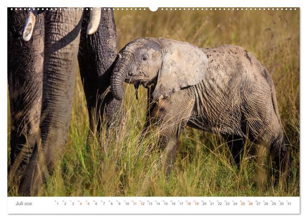 Produktbild: Safari Kenia (hochwertiger Premium Wandkalender 2026 DIN A2 quer), Kunstdruck in Hochglanz