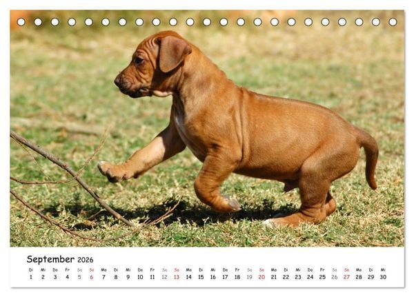 Produktbild: Rhodesian Ridgebacks in Aktion (Tischkalender 2026 DIN A5 quer), CALVENDO Monatskalender