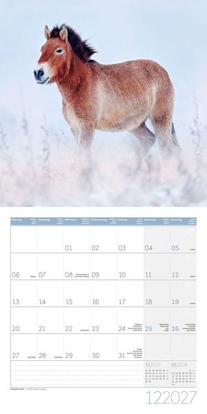 Produktbild: Pferde Kalender 2027 - 30x30 - Art12