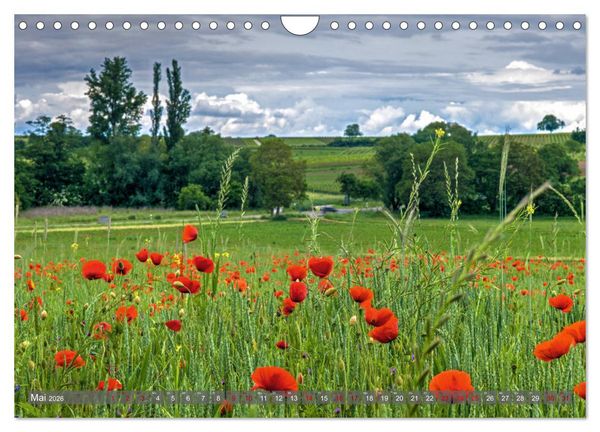 Produktbild: Weinland Pfalz - Region S&uuml;dliche Weinstra&szlig;e (Wandkalender 2026 DIN A4 quer), CALVENDO Monatskalender