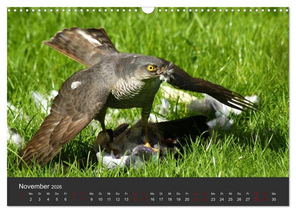 Produktbild: Faszination der Greifv&ouml;gel und Geier (Wandkalender 2026 DIN A3 quer), CALVENDO Monatskalender