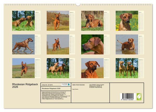 Produktbild: Rhodesian Ridgeback 2026 (hochwertiger Premium Wandkalender 2026 DIN A2 quer), Kunstdruck in Hochglanz