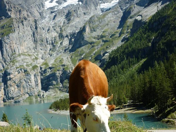 Produktbild: CALVENDO Puzzle Kuh vorm &Ouml;schinensee | 1000 Teile Lege-Gr&ouml;&szlig;e 64x48cm Foto-Puzzle f&uuml;r gl&uuml;ckliche Stunden