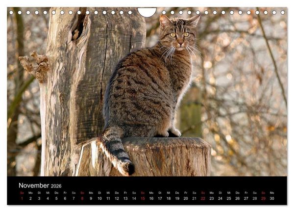 Produktbild: Freig&auml;nger - Hauskatzen unterwegs (Wandkalender 2026 DIN A4 quer), CALVENDO Monatskalender