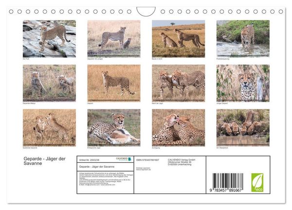 Produktbild: Geparde - J&auml;ger der Savanne (Wandkalender 2026 DIN A4 quer), CALVENDO Monatskalender