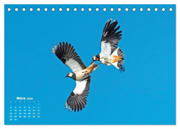 Produktbild: V&ouml;gel in unserer Heimat: Kiebitz, Wiedehopf und Turteltaube (Tischkalender 2026 DIN A5 quer), CALVENDO Monatskalender