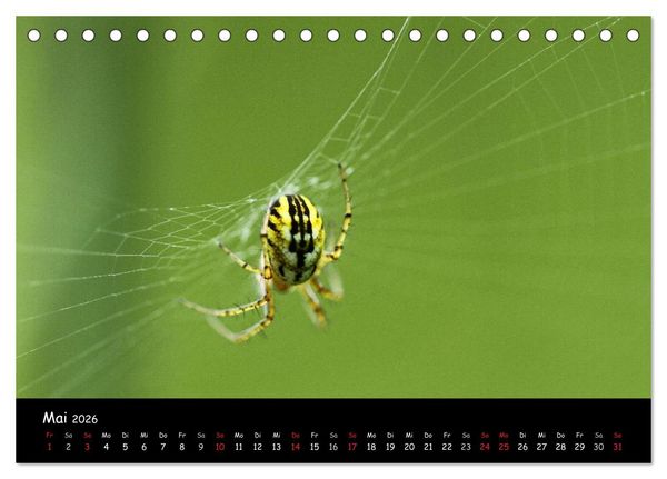 Produktbild: Heimische Spinnen (Tischkalender 2026 DIN A5 quer), CALVENDO Monatskalender
