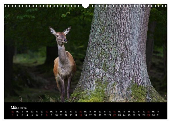 Produktbild: Der Rothirsch, K&ouml;nig der W&auml;lder (Wandkalender 2026 DIN A3 quer), CALVENDO Monatskalender
