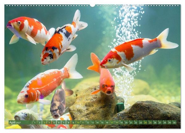 Produktbild: Koi: Juwelen im Teich (hochwertiger Premium Wandkalender 2027 DIN A2 quer), Kunstdruck in Hochglanz