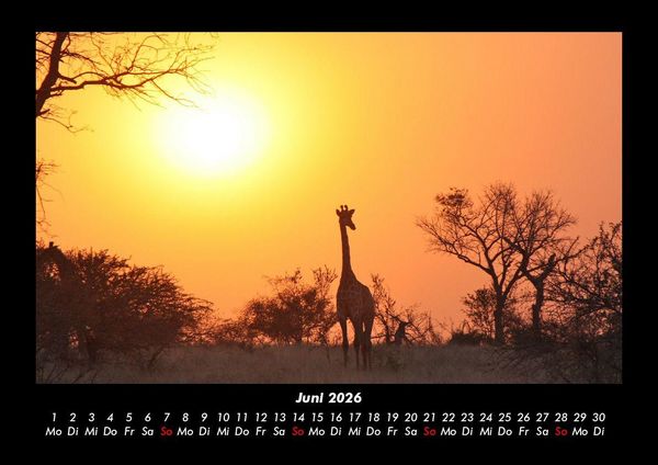 Produktbild: Giraffen 2026 Fotokalender DIN A3