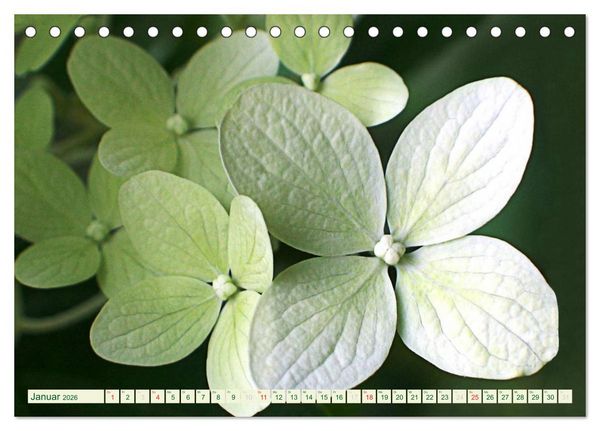 Produktbild: Momente der Stille (Tischkalender 2026 DIN A5 quer), CALVENDO Monatskalender