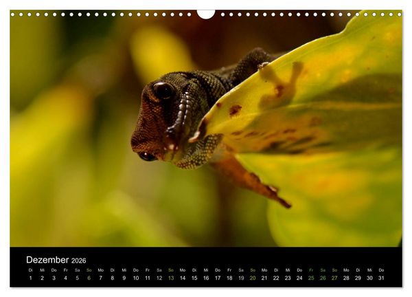 Produktbild: Reptilien (Wandkalender 2026 DIN A3 quer), CALVENDO Monatskalender