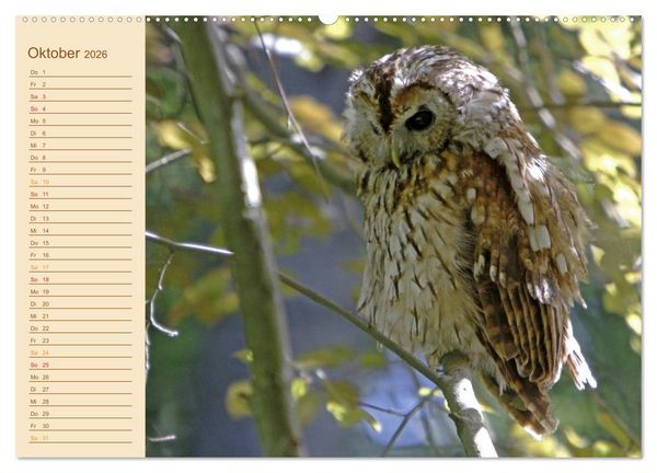 Produktbild: Eulen (Wandkalender 2026 DIN A2 quer), CALVENDO Monatskalender