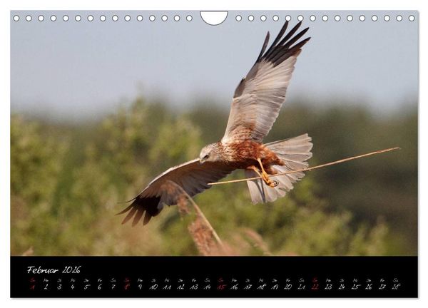 Produktbild: Heimische Eulen und Greife (Wandkalender 2026 DIN A4 quer), CALVENDO Monatskalender