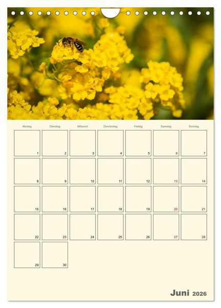 Produktbild: Bienen im Naturgarten (Wandkalender 2026 DIN A4 hoch), CALVENDO Monatskalender