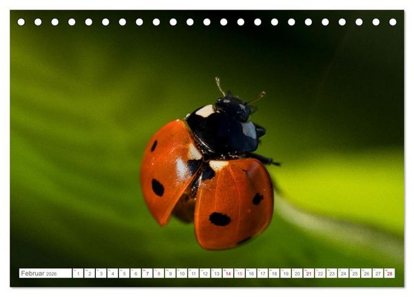 Produktbild: In der Natur unterwegs (Tischkalender 2026 DIN A5 quer), CALVENDO Monatskalender