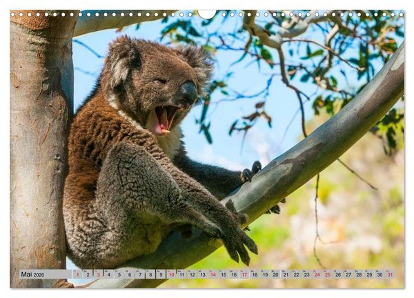 Produktbild: Australische Koalas (Wandkalender 2026 DIN A3 quer), CALVENDO Monatskalender