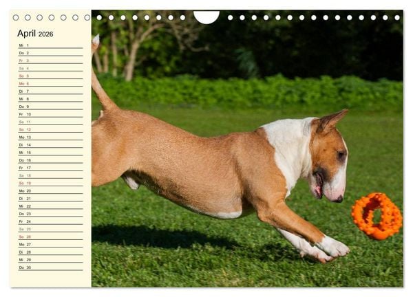 Produktbild: Bullterrier (Wandkalender 2026 DIN A4 quer), CALVENDO Monatskalender