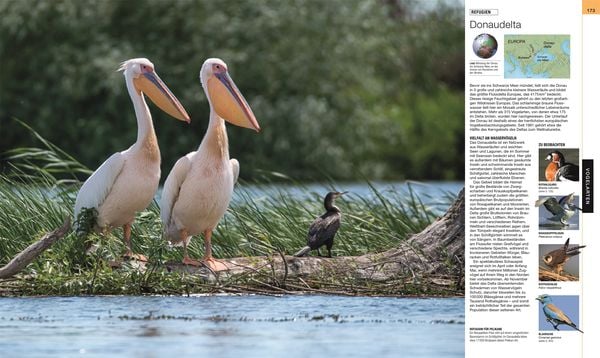 Vögel