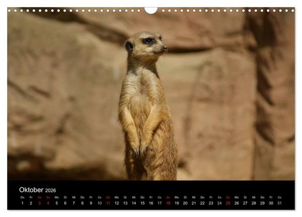 Produktbild: Erdm&auml;nnchen &ndash; Zusammen sind wir stark (Wandkalender 2026 DIN A3 quer), CALVENDO Monatskalender
