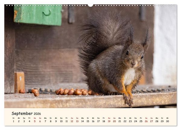 Produktbild: Oachkatzl (Wandkalender 2026 DIN A2 quer), CALVENDO Monatskalender