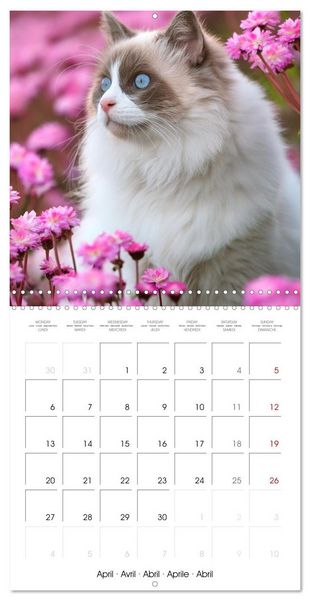 Produktbild: Beautiful Ragdolls - Cats in Nature (Wall Calendar 2026 12 &times; 12 Inch) CALVENDO 12 Month Wall Calendar