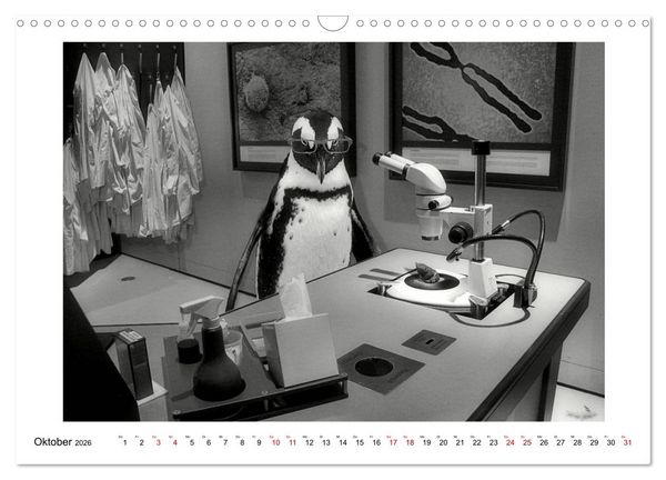Produktbild: Pinguine privat (Wandkalender 2026 DIN A3 quer), CALVENDO Monatskalender