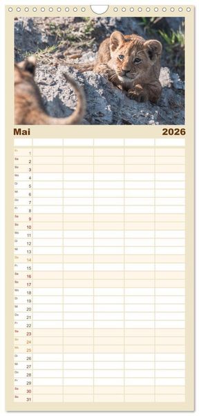 Produktbild: Familienplaner 2026 - L&ouml;wen - Raubkatzen Afrikas mit 5 Spalten (Wandkalender, 21 x 45 cm) CALVENDO