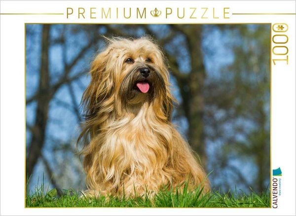Produktbild: CALVENDO Puzzle Kuschelwuschel Havaneser | 1000 Teile Lege-Gr&ouml;&szlig;e 64x48cm Foto-Puzzle f&uuml;r gl&uuml;ckliche Stunden