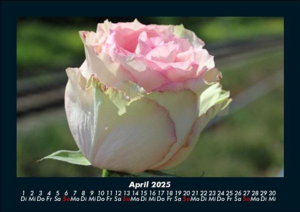 Produktbild: Rosentraum 2025 Fotokalender DIN A5