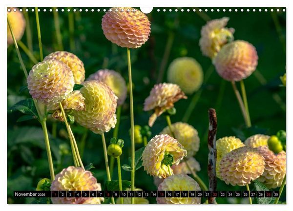 Produktbild: Dahlien - Blumenwunder der Natur (Wandkalender 2026 DIN A3 quer), CALVENDO Monatskalender